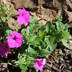 Holiday home Moradia Stephanie