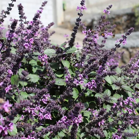 Σπίτι διακοπών Moradia Stephanie