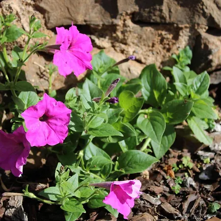 Casa vacanze Moradia Stephanie