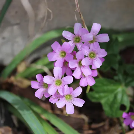 Moradia Stephanie Φουνκάλ