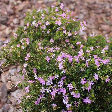 Σπίτι διακοπών Moradia Stephanie *