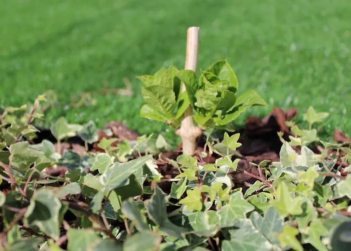 別荘 Moradia Stephanie