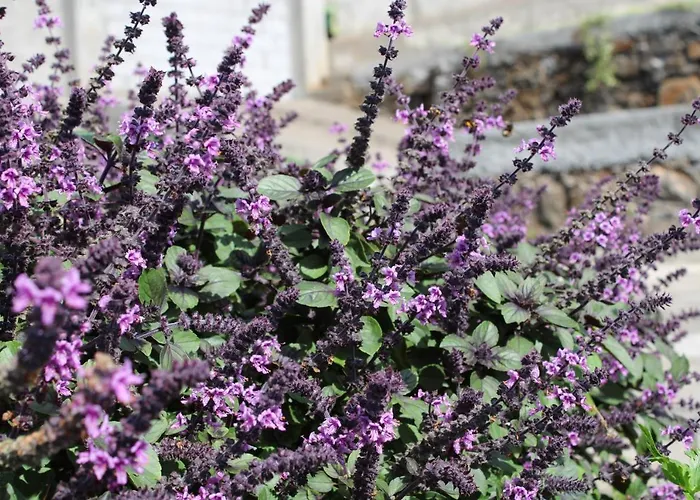 Vakantiehuis Moradia Stephanie