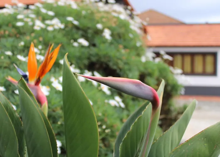 Moradia Stephanie Vakantiehuis Funchal (Madeira)