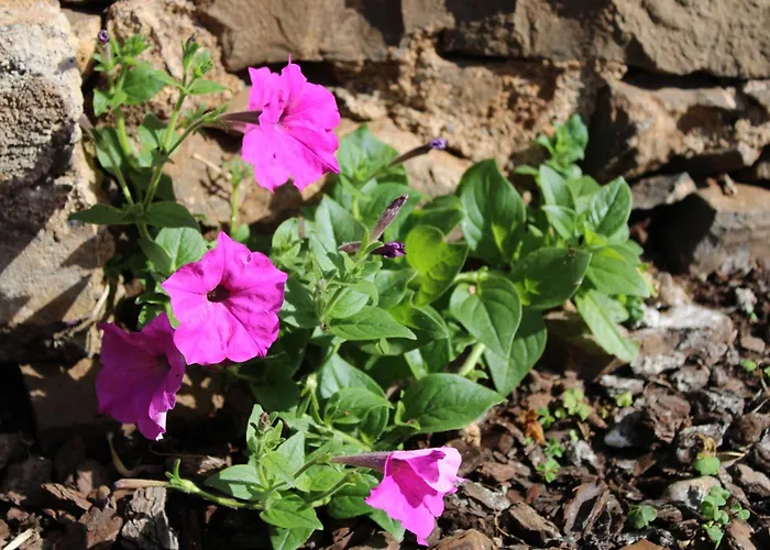 別荘 Moradia Stephanie