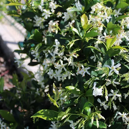 Moradia Stephanie Vakantiehuis *