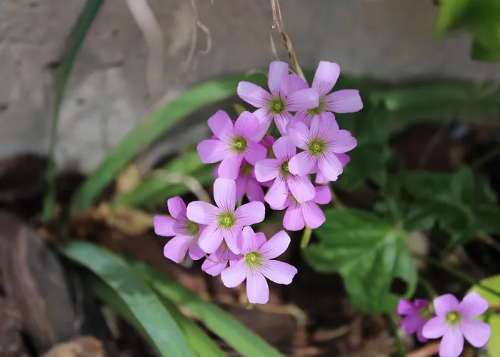 Moradia Stephanie Funchal