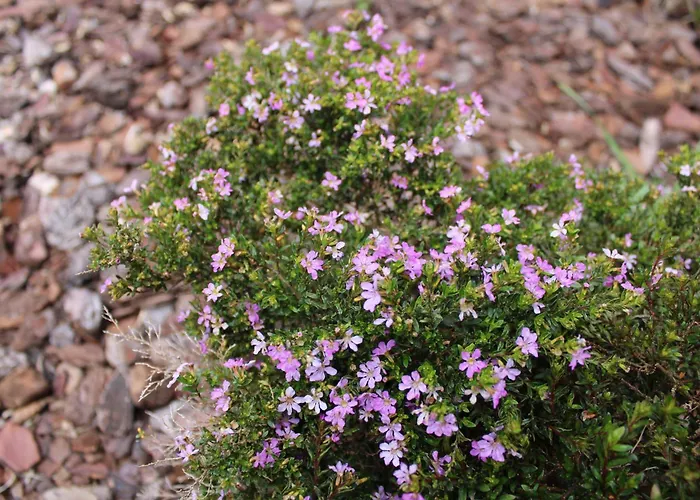 Nyaraló Moradia Stephanie *